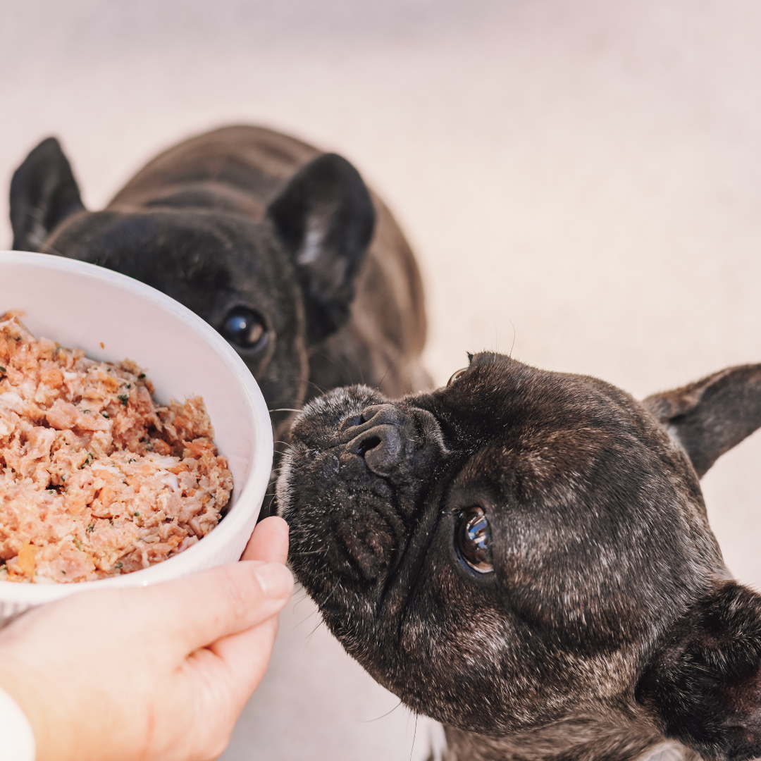 Study shows favourable health markers in dogs fed Raw Meat Based Diets