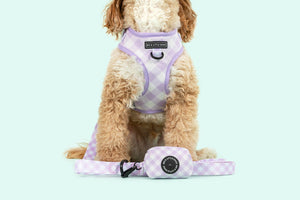Big & Little Dogs ~ Berry Gingham ~ Lead