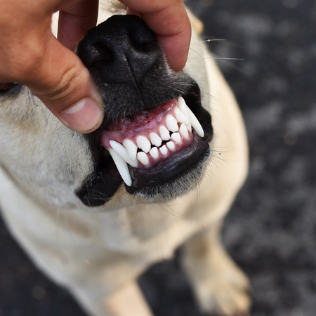 Managing Your Dog's Dental Health