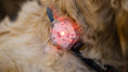 Load image into Gallery viewer, Ruffwear ~ The Beacon Safety Light
