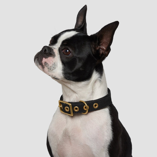 Animals in Charge ~ Black ~ Recycled Canvas Collar