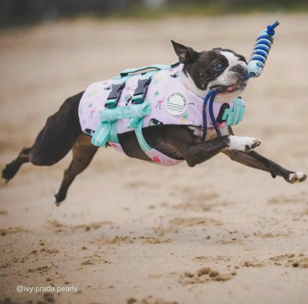 Stylish Hound ~ Hydro stick ~ Dog Toy