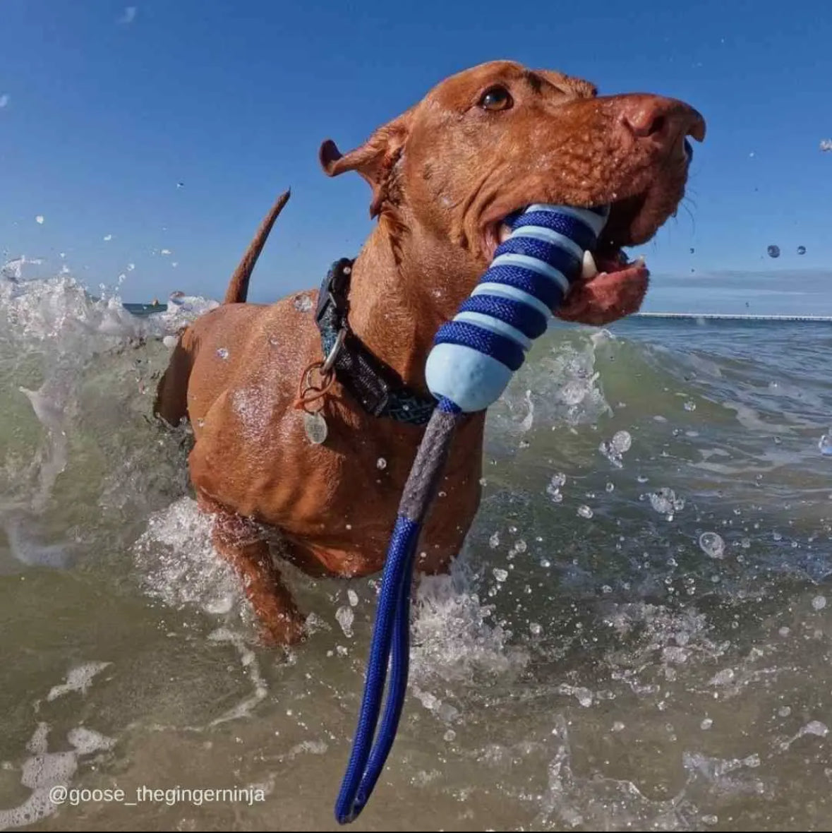 Stylish Hound ~ Hydro stick ~ Dog Toy