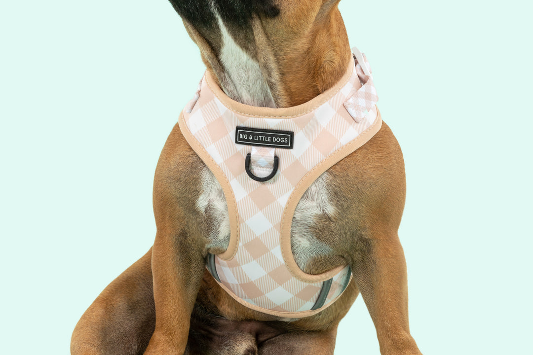 Big & Little Dogs ~ Latte Gingham ~ Harness