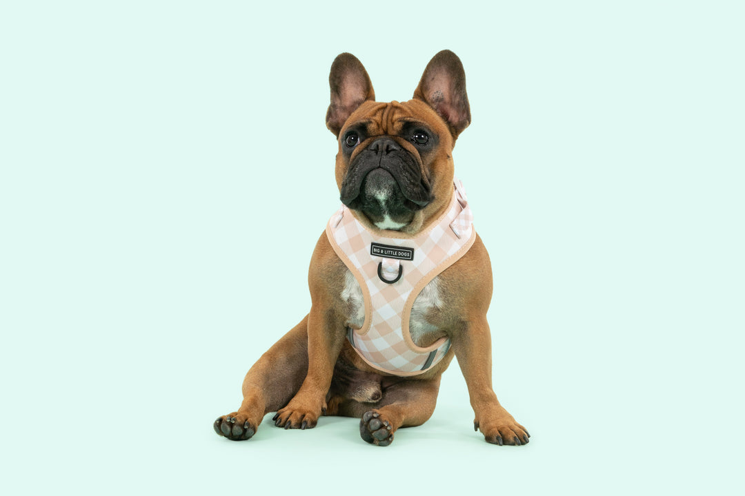 Big & Little Dogs ~ Latte Gingham ~ Harness