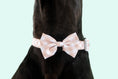 Load image into Gallery viewer, Big & Little Dogs ~ Latte Gingham ~ Dog Collar
