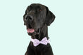 Load image into Gallery viewer, Big & Little Dogs ~ Berry Gingham ~ Dog Collar
