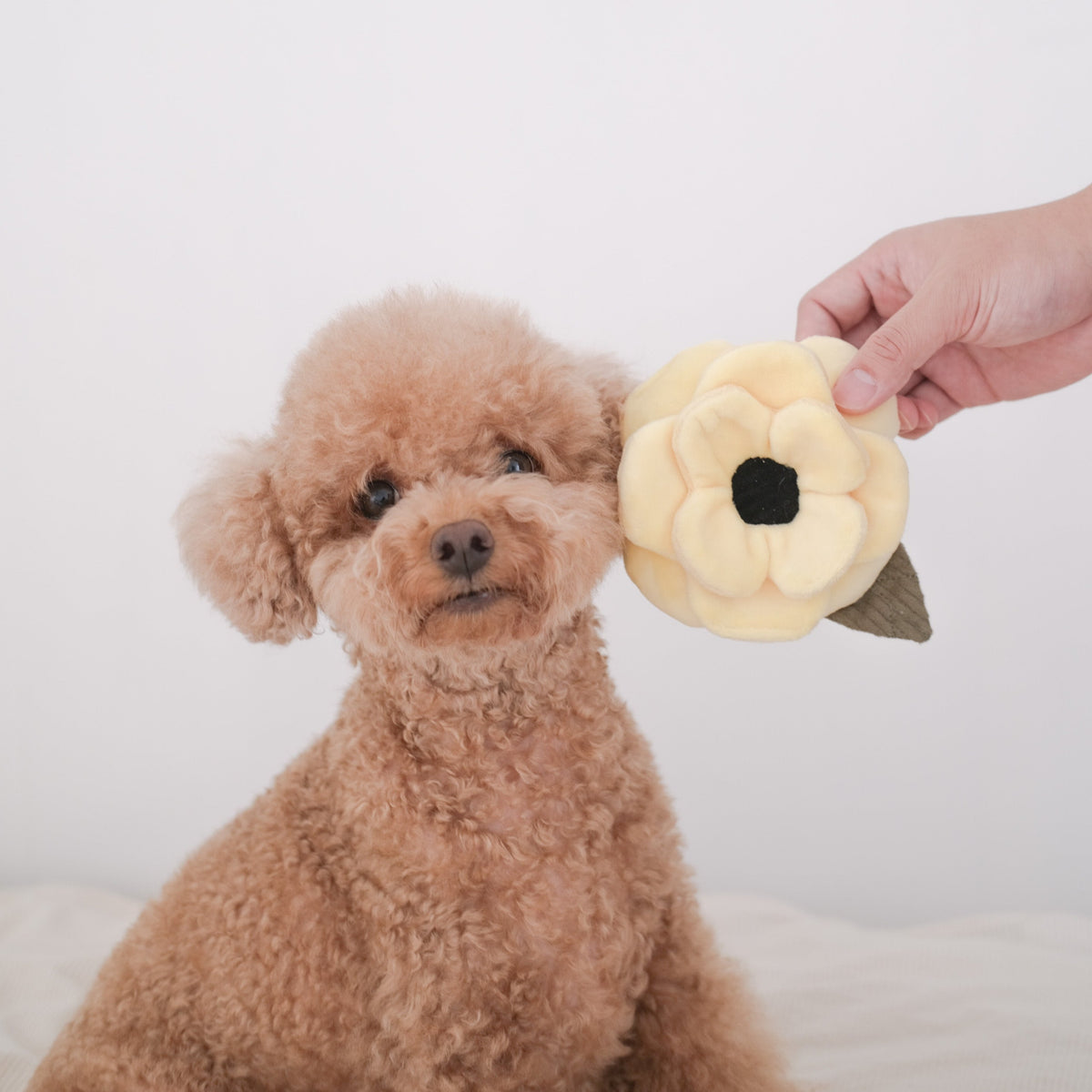 Lambwolf ~ Poppy Cat & Dog Toy ~ Sniff & Snuffle ~ Yellow Small