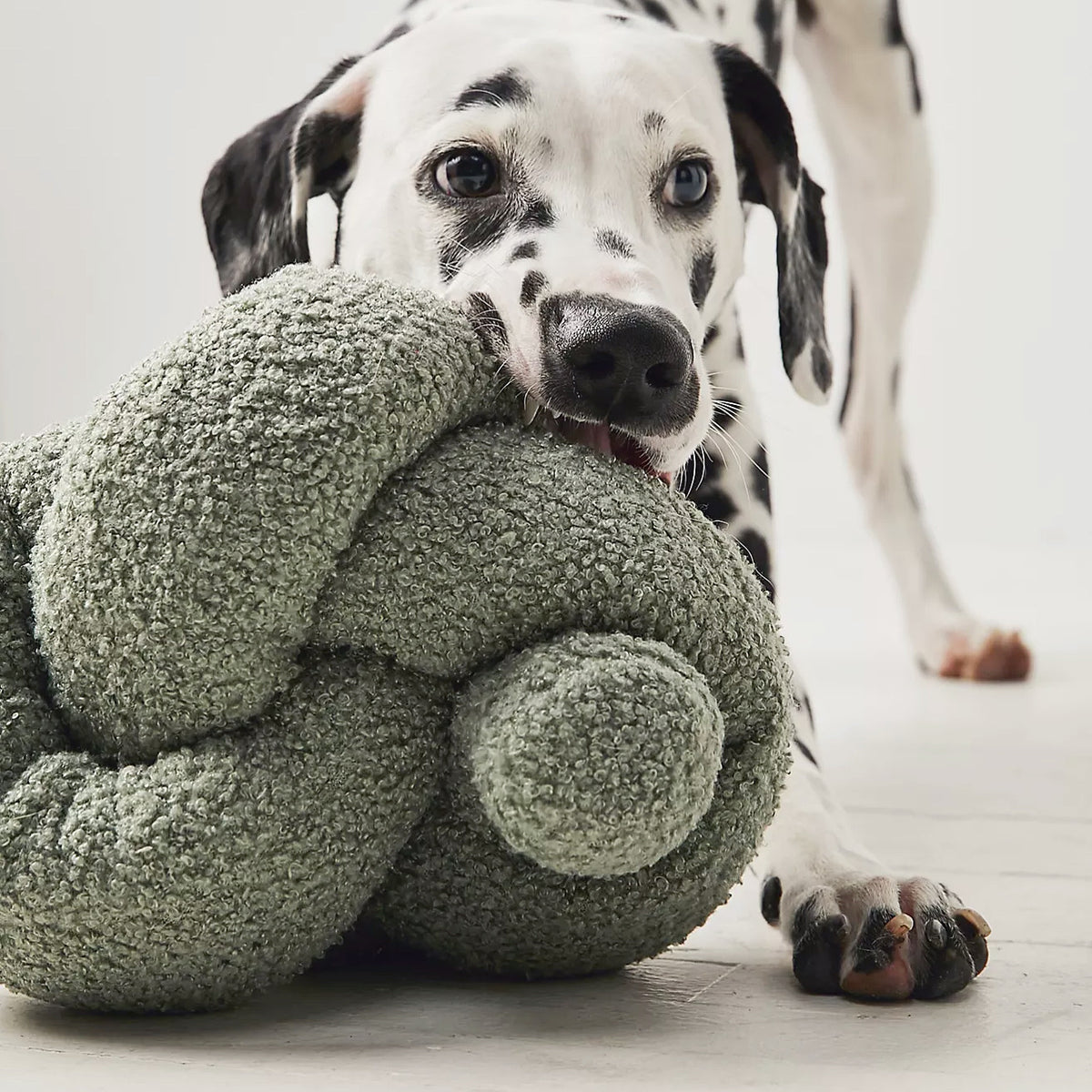 Lambwolf ~ O Nou Dog Toy ~ oversized, Squeaky & Snuffle ~ Sage