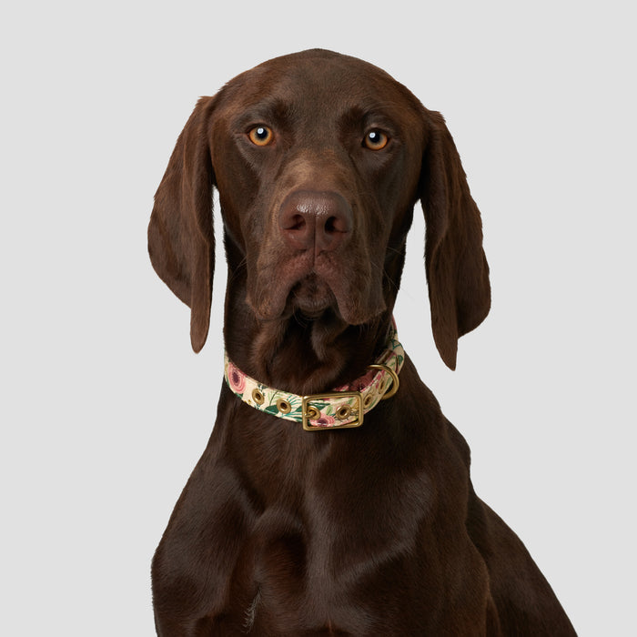 Animals in Charge ~ Cottage Garden ~ Recycled Canvas Collar