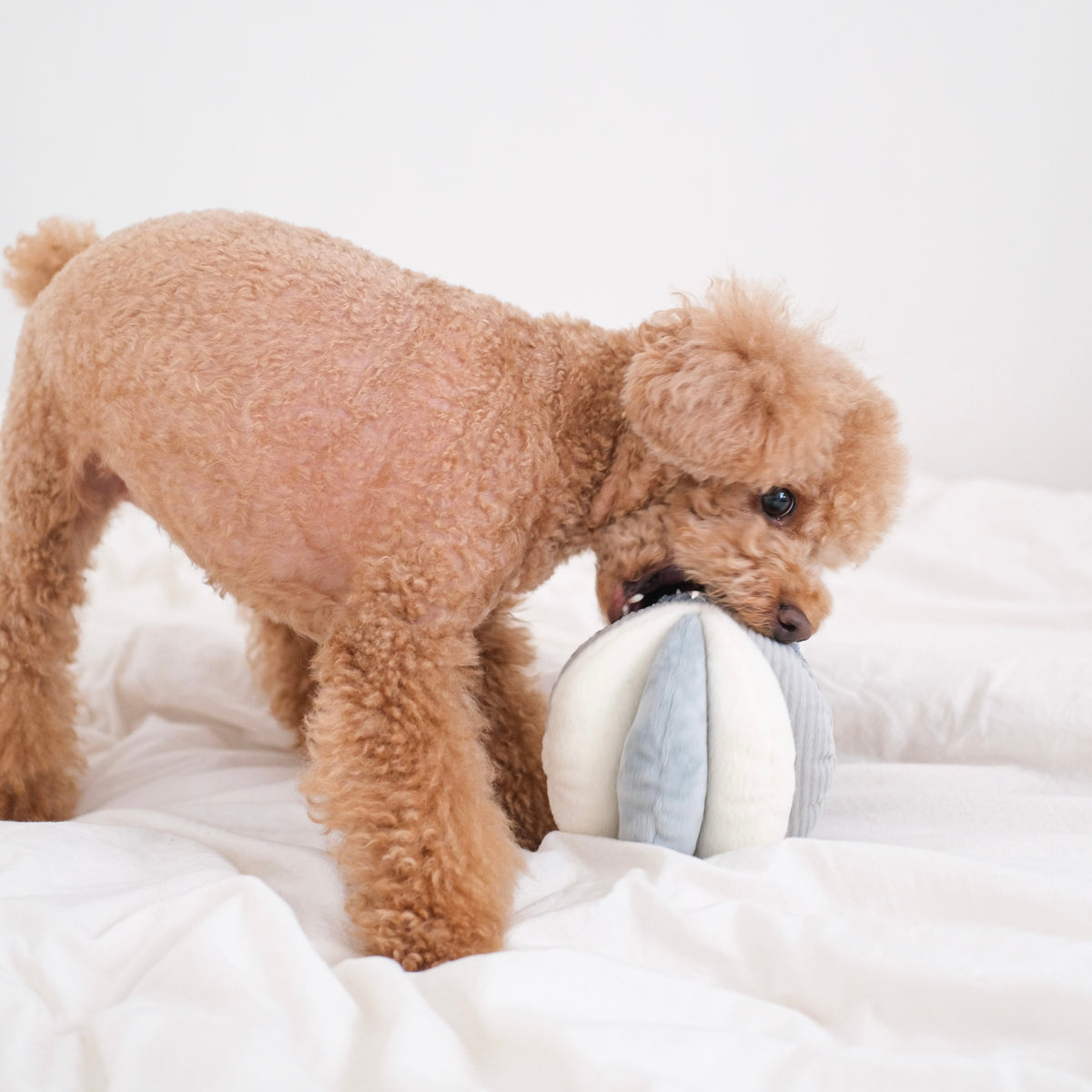 Lambwolf ~ Toto Dog Toy ~ Squeaky Snuffle Ball ~ Blues