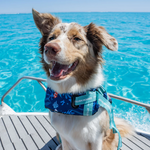 Stylish Hound ~ Dog Swim Jacket ~ Oceanblue
