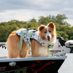 Stylish Hound ~ Dog Swim Jacket ~ Evergreen