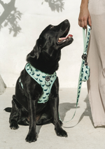 Brucey's Pack ~ Whale of a Time ~ Adjustable Harness