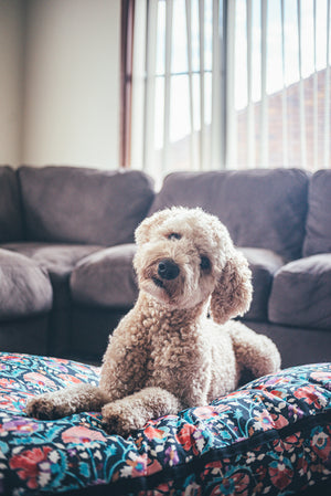 Maggie's Dog Bed ~ Handmade Cuddle Cushion ~ Assorted ~ Medium