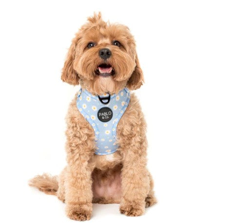 SALE - Pablo & Co. ~ Blue Daisy ~ Harness