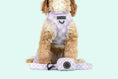 Load image into Gallery viewer, Big & Little Dogs ~ Berry Gingham ~ Harness
