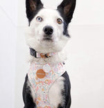 Sunday Sor-Bae Adjustable Harness - Maggies Dog Wellness