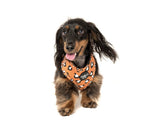Pablo & Co Harness - That Leopard Print - Maggies Dog Wellness