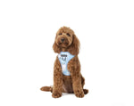 Big & Little Dogs Harness - Blue Splatter - Maggies Dog Wellness